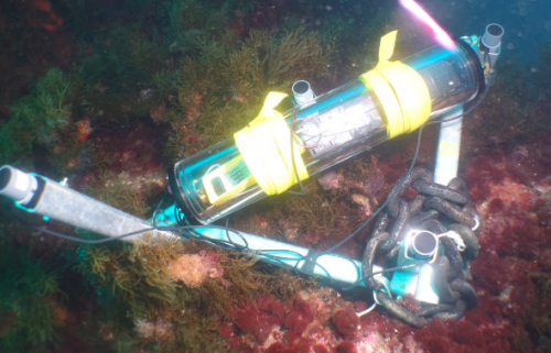 bioacoustics Scandola 